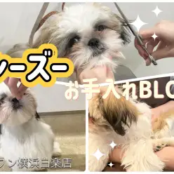 【 お手入れBLOG 】お手入れ上手に出来るかな？シーズー編