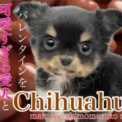 【 チワワ 】キュッと上がった口角がチャーミング！小柄でキュートな女の子！