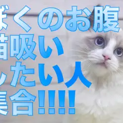 【 ラグドール 】猫吸いしたい人は集合！ぬいぐるみキャットに進化したラグちゃん！