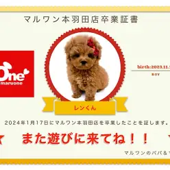 【 卒業記念】トイプードルちゃん卒業おめでとう！スタッフママよりお祝いの言葉〜卒業ブログ〜