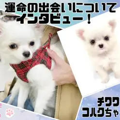 【 卒業生インタビュー 】チワワとの生活ポイントをユーザーに聞いてみた！