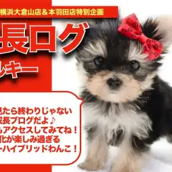 【 マルキーちゃんの成長アルバム 】成長が楽しみなマルチーズ×ヨーキーのマルキーちゃんの成長記！