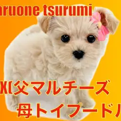 【 MIX 】明るい性格のマルプーちゃん!小さなプリンセス登場!