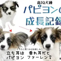 【 パピヨン2nd 】立ち耳と垂れ耳を繰り返しながら成長する大きなお耳の高IQ犬