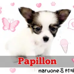 【 パピヨン 】将来はゴージャスなプリンセスに変身！賢く無邪気なパピヨンちゃん！