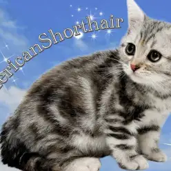 【 アメリカンショートヘア 】ふっくらボディにシルバーパッチドが目を惹く女の子！