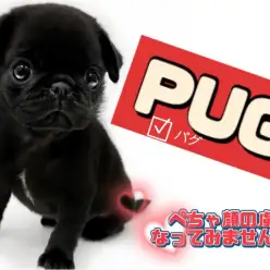 【 パグ 】東川口店初登場！鼻ぺちゃ好きさんは注目必須の愛くるしい黒パグちゃん
