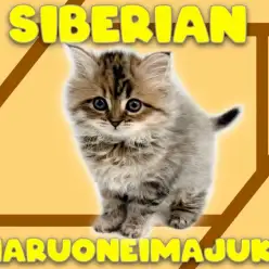 【 サイベリアン 】目ヂカラ最強のゴージャスBODY！初心者必見の温厚な女の子！