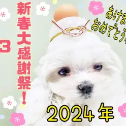 【 新春大感謝祭 】新年をカワイイあの子と迎えよう！1/1～3は新春大感謝祭！