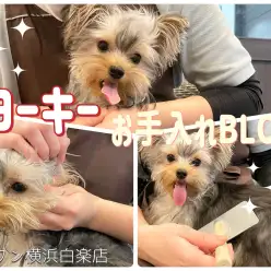 【 お手入れBLOG 】お手入れ上手に出来るかな？ヨークシャーテリア編
