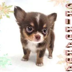 【 チワワ 】大人気チョコタン&ホワイト!とっても可愛いおちびちゃん!