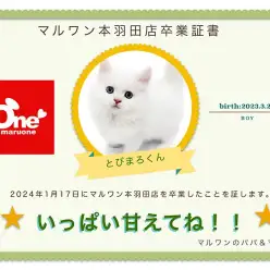 【 卒業記念 】ネヴァマスカレードちゃん卒業おめでとう！スタッフママよりお祝いの言葉〜卒業ブログ〜