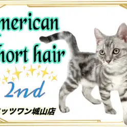 【 アメリカンショートヘア 】 2nd紹介 遊ぶの大好き！お利口さんキャット