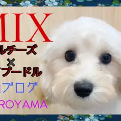【 MIX 】温厚でお手入れ上手な生後5ヶ月のマルプーちゃん!2ndブログ!