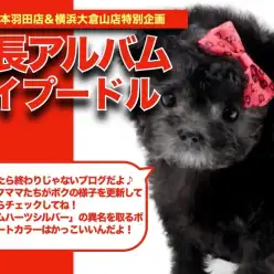 【トイプードル 】トイプードル界のクロムハーツ!シルバプーちゃんの成長日記