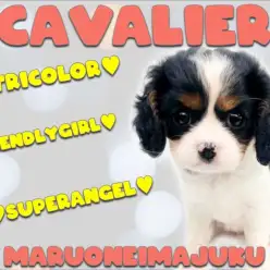 【 キャバリア 】幸せを運ぶトライカラーの癒し系！スヌード姿は必見の可愛さ！