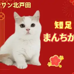 【 マンチカン 】なでなで大好き！癒し系な短足王子がやって来た！