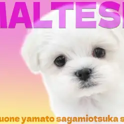 【 マルチーズ 】魅力は無限！愛らしさと従順さを兼ね備えた小さな愛玩犬