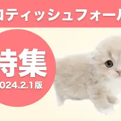 【 スコティッシュフォールド特集 】2/1現在在店中の垂れ耳にゃんこをご紹介！