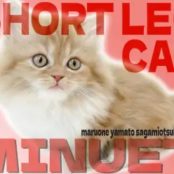 【 ミヌエット 】マンチカンに負けない短足!好奇心旺盛で得意技はマンチ立ち!