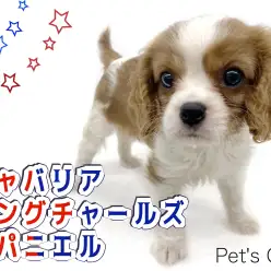 【 キャバリア 】明るい性格のむっちりボディに癒されるブレンハイムカラーの女の子！