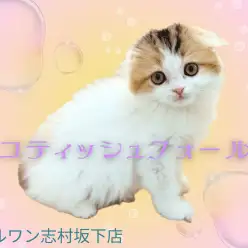 【 スコティッシュフォールド 】たれ耳の丸顔に癒されるキャリコカラーな女の子！