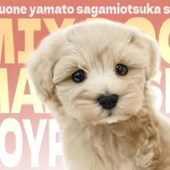 【 マルプー 】賢可愛いベビーフェイスのハイブリッドBOYは愛され要素満載！