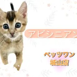 【 アビシニアン 】 元気いっぱい！美人な女の子のアビシニアンが登場！