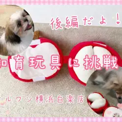 【 マルワン大運動会 】上手におやつを食べられるのは誰だ！知育玩具で宝探し後編