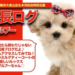 【 マルプーちゃんの成長アルバム 】ミルクティーカラーに注目のマルプーちゃんの成長記！