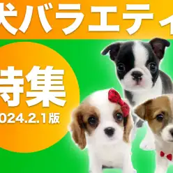 【 犬バラエティ特集 】2/1現在在店中の全店舗の個性溢れる子犬ちゃん達をご紹介