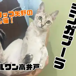 【 シンガプーラ 】犬との多頭も出来て長時間抱っこできる甘えん坊な世界最小猫!