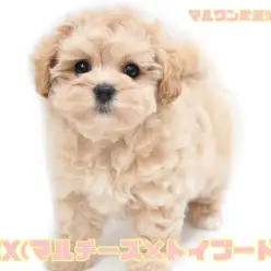 【 マルプー 】マルチーズとトイプードルの最強MIX！アプリコットの女の子登場！
