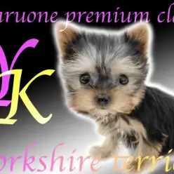 【 ヨークシャーテリア 】小さめサイズのプレミアム！絶対的な可愛さに大注目です！