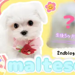 【 マルチーズ 】お利口さん度UP！生後6ヶ月を迎えたマルちゃんの成長にご注目