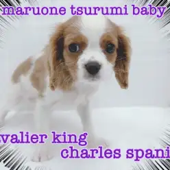 【 キャバリア 】温厚な性格で、大人気のブレンハイムカラーの女の子！