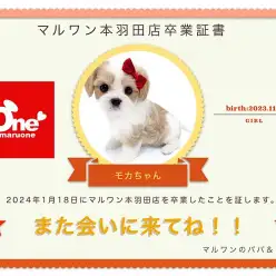 【卒業記念】マルキャバちゃん卒業おめでとう！スタッフママよりお祝いの言葉〜卒業ブログ〜