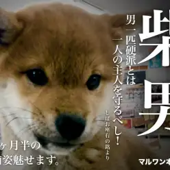 【 柴犬 】どすこいベイビーの生後3ヵ月半の現在をパシャリ!