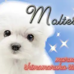 【 マルチーズ 】ベビーフェイス＆ドワーフ体型、可愛いがたくさん詰まった子犬現る