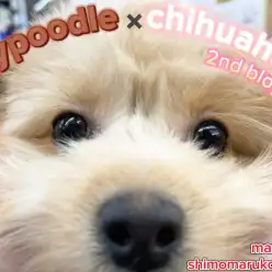 【 MIX 】歯磨き・シャンプー全て優秀！可愛さもパワーアップの2ndブログ！