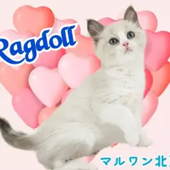 【 ラグドール 】超がつくほどのデレデレさん！青い瞳が美しい甘えん坊にゃんこ