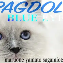 【 ラグドール 】澄んだ青い瞳で送る眼差しはアナタの心を掴む!麗しの美猫がここに