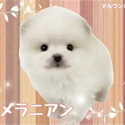 【 ポメラニアン 】完璧なるあざらしフェイス！密度たっぷりな爆毛っぷり