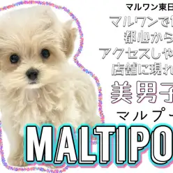 【 MIX・マルプー 】都心からアクセス抜群の店舗に現れたルックス抜群の男の子