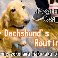 【 カニンヘンダックスフント 】お店での過ごし方に密着！ダックスくんの1日