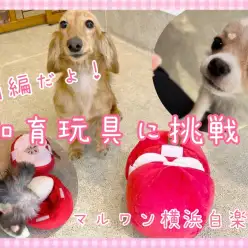 【 マルワン大運動会 】上手におやつを食べられるのは誰だ！知育玩具で宝探し前編