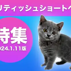 【 ブリティッシュショートヘア特集 】1/11現在在店中の丸顔ニャンコをご紹介！