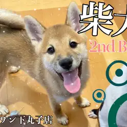 【 柴犬 】ワクチンが終わってプレイルームデビュー！2ndブログ！