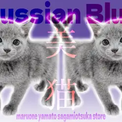 【 ロシアンブルー 】美しいアッシュブルーの被毛をまとったギャップにゃんこに注目