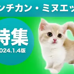 【 マンチカン・ミヌエット特集 】1/4現在在店中の全店舗の短足ニャンコをご紹介